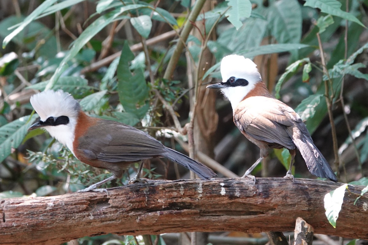 White-crested Laughingthrush - ML644256492