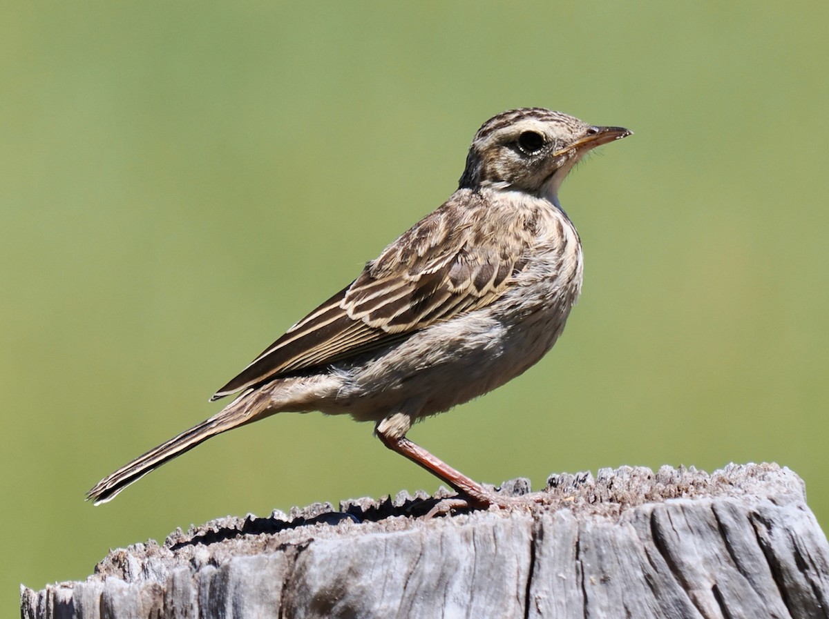 Australian Pipit - ML644256495