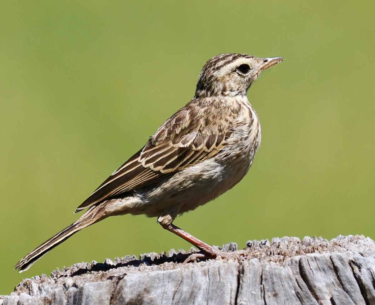 Australian Pipit - ML644256496