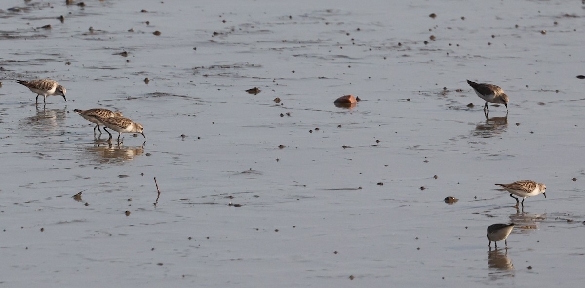Red-necked Stint - ML644256497