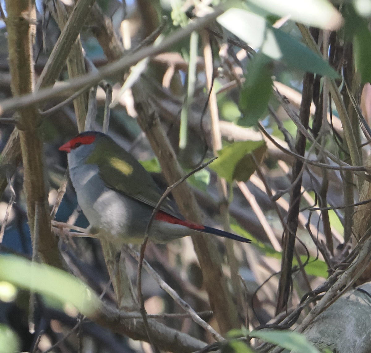 Al Kaşlı Belikınalı - ML644256498