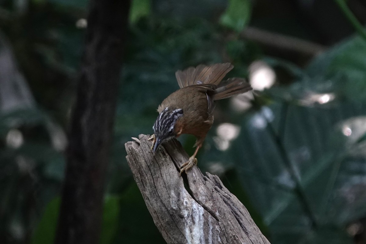 Gray-throated Babbler - ML644256505