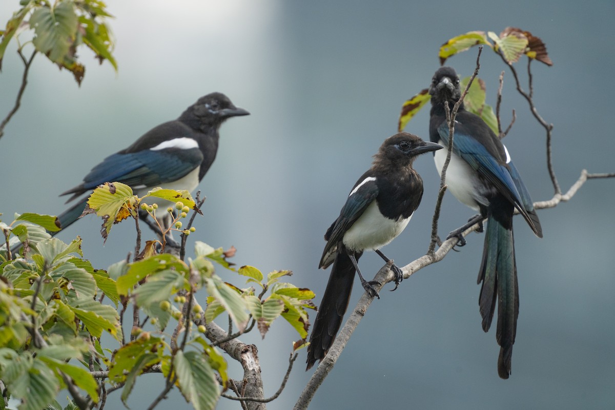 Oriental Magpie - ML644256508