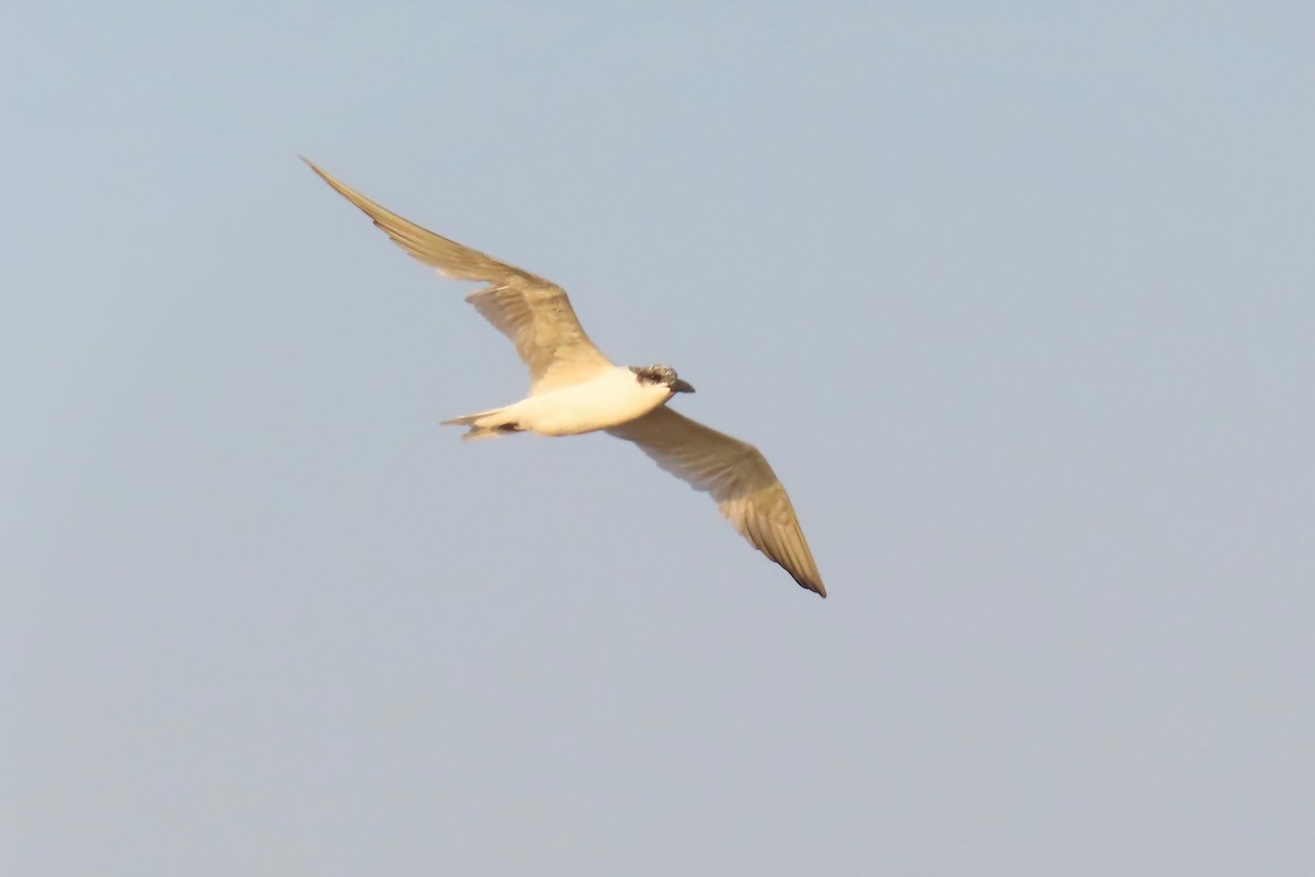 Australian Tern - ML644256520
