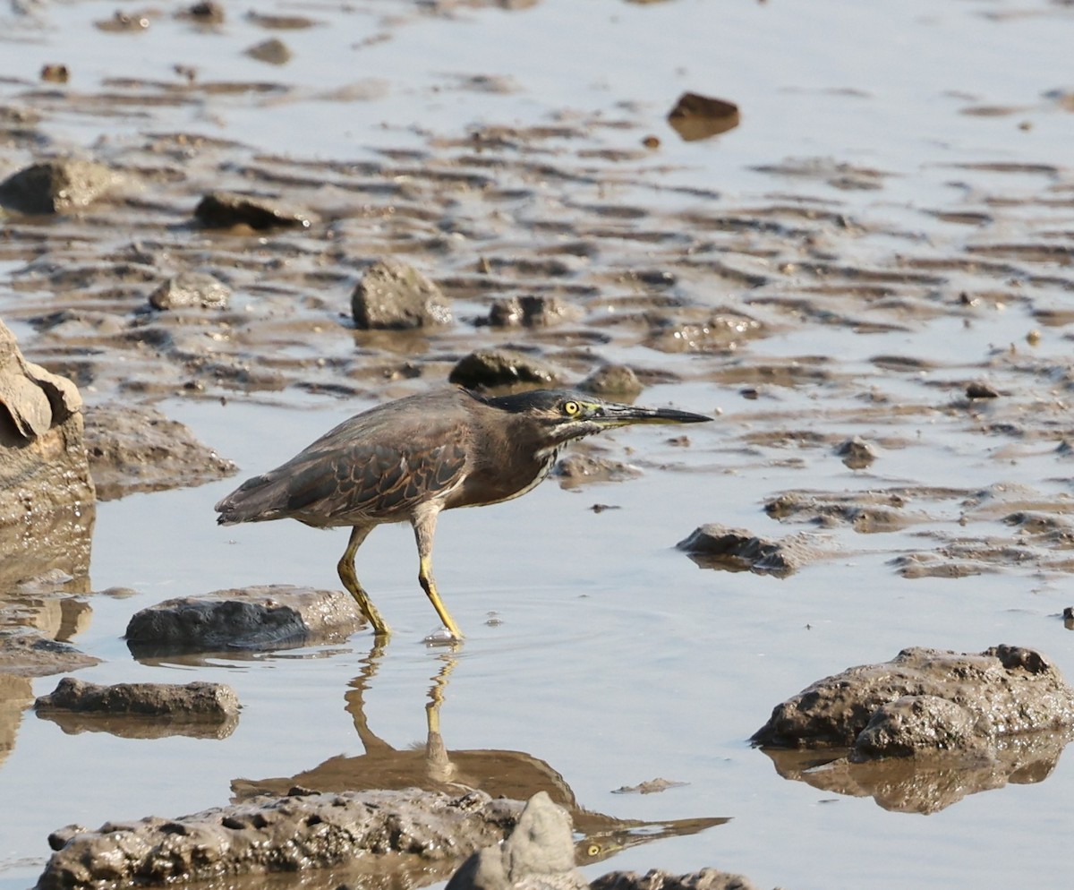 Little Heron - ML644256527
