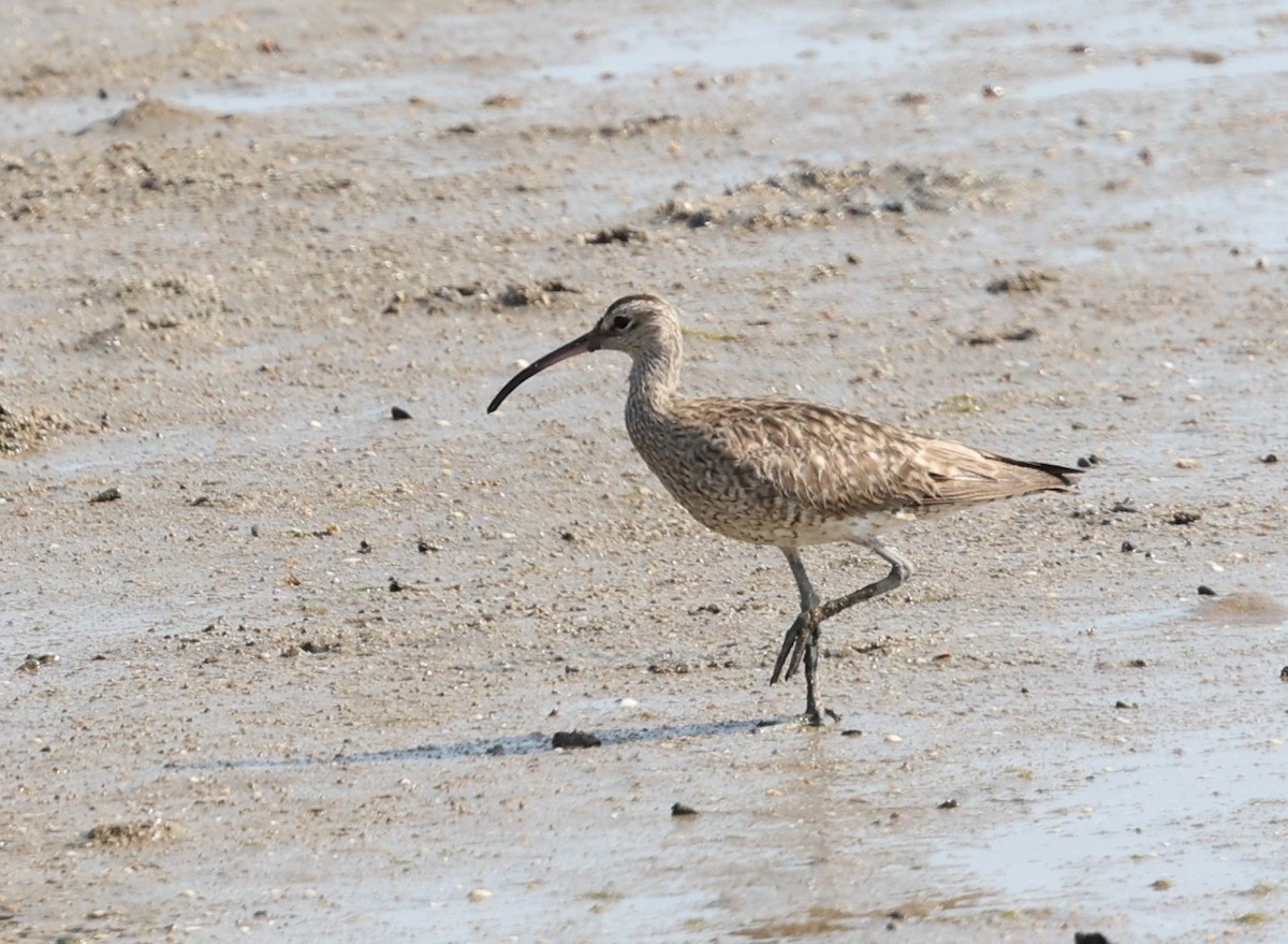 Eurasian Whimbrel - ML644256533