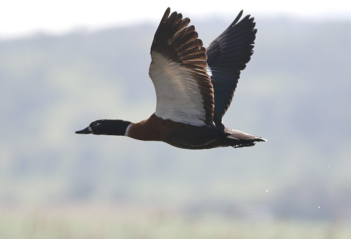 Tadorne d'Australie - ML644256547