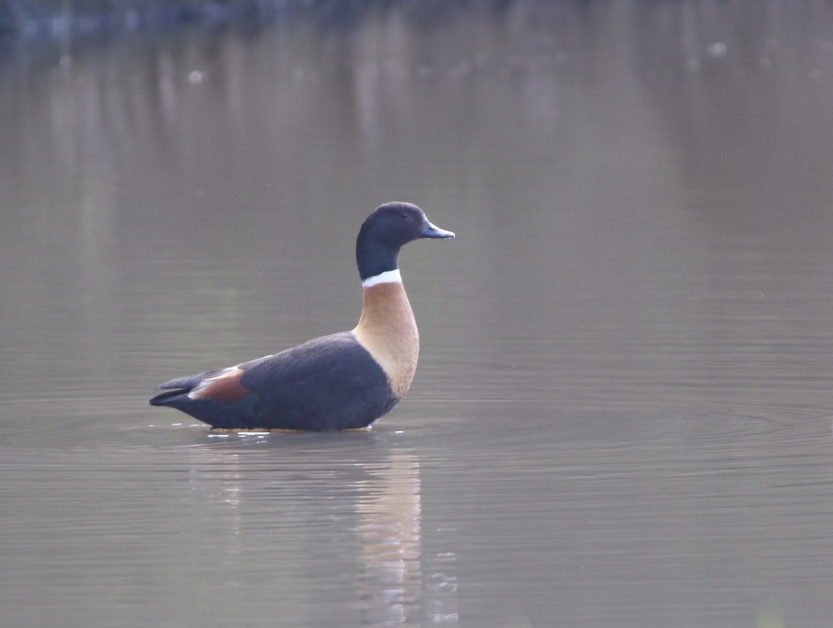 Tadorne d'Australie - ML644256548