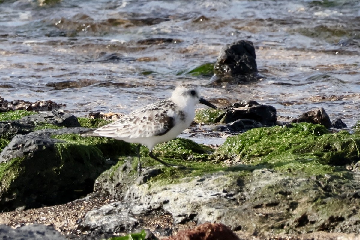 Txirri zuria - ML644256549