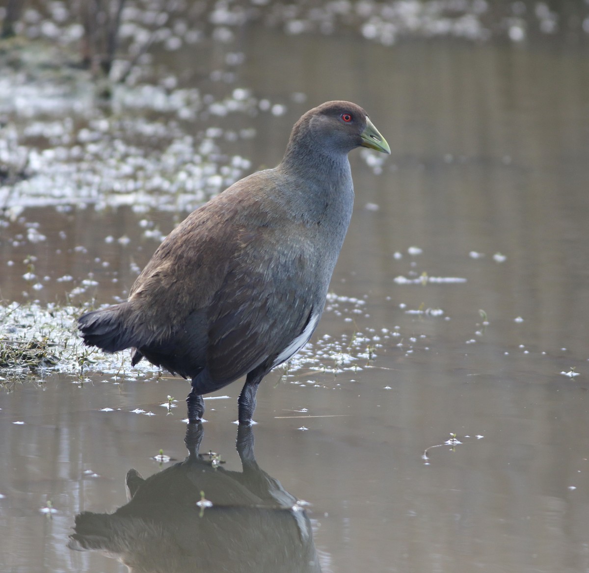 Grünfuß-Teichhuhn - ML644256559