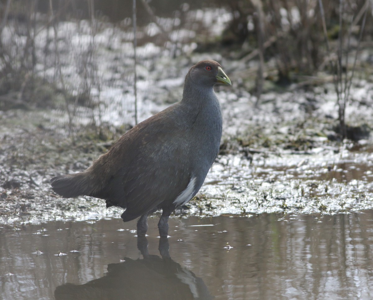 Grünfuß-Teichhuhn - ML644256560
