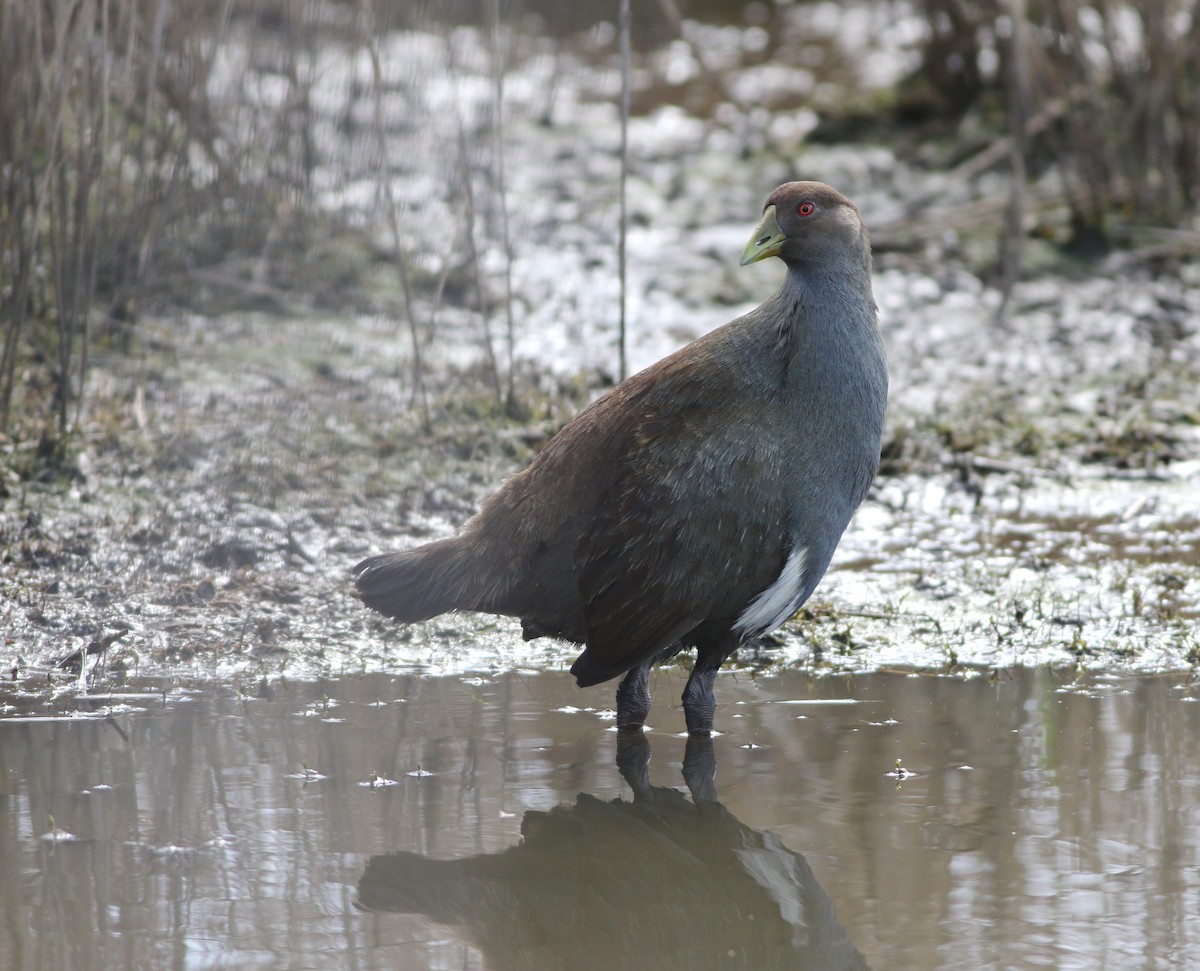 Grünfuß-Teichhuhn - ML644256561