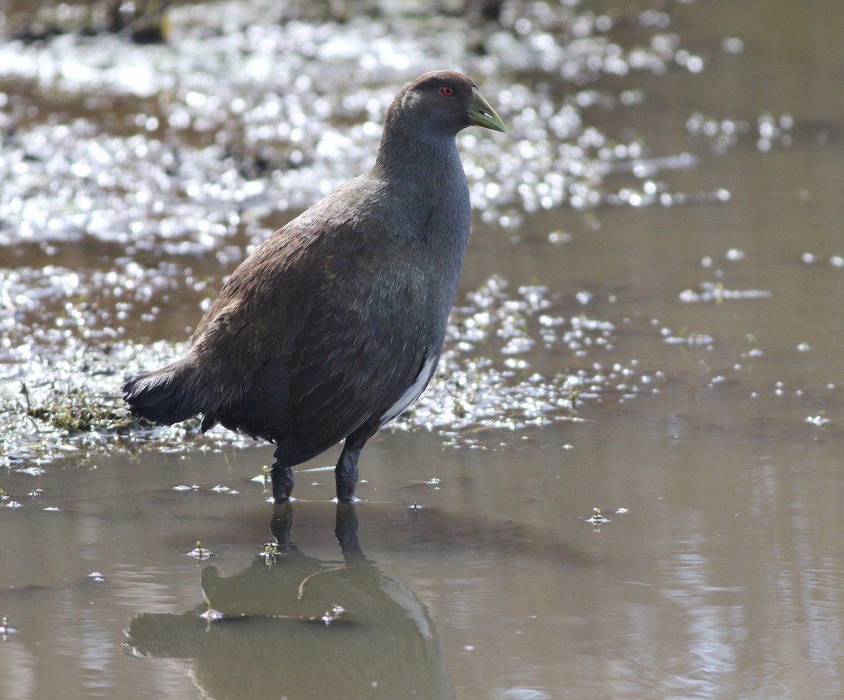 Grünfuß-Teichhuhn - ML644256562