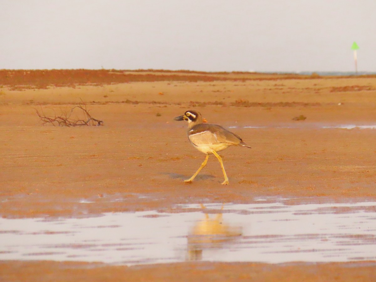 Beach Thick-knee - ML644256575