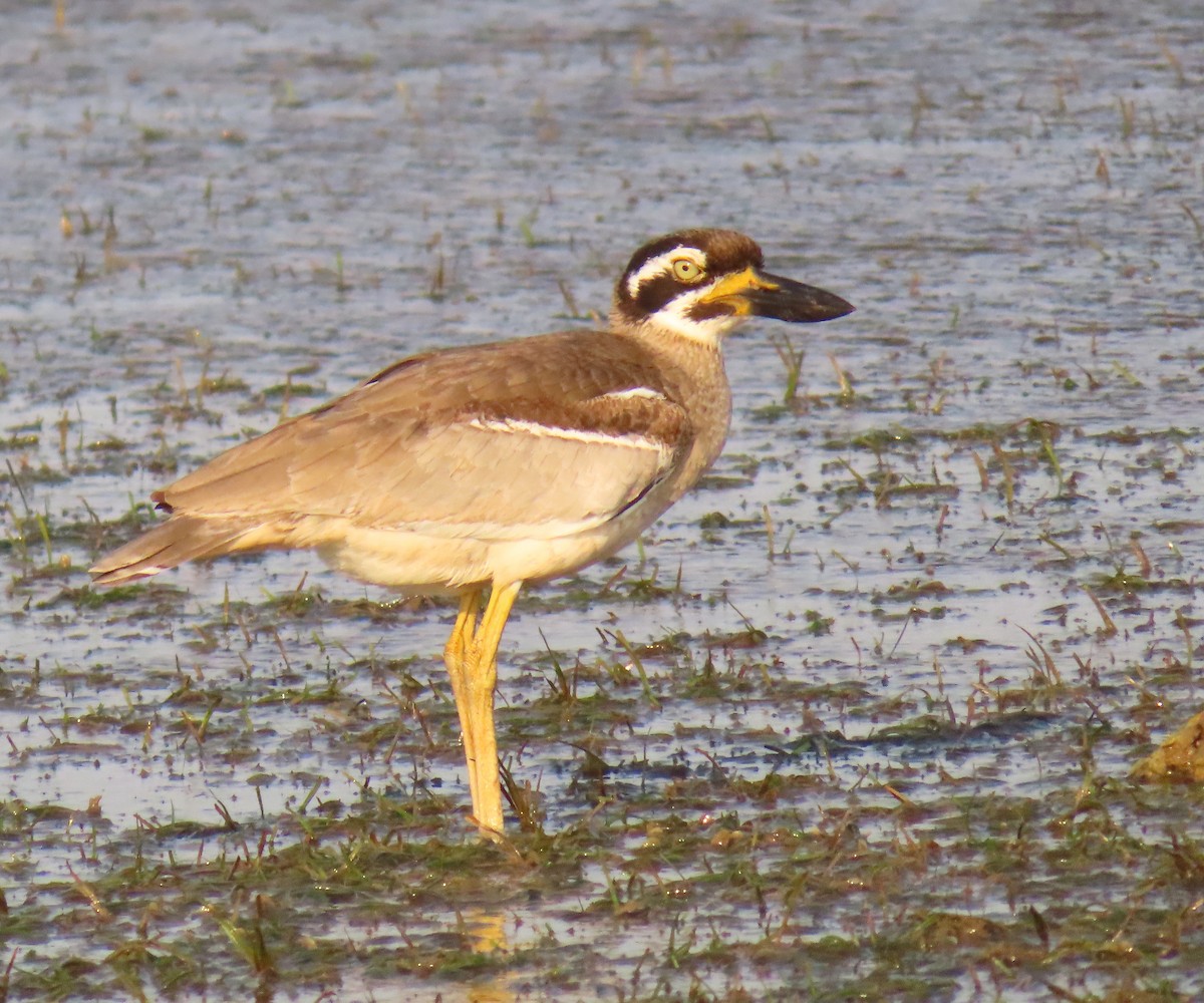 Beach Thick-knee - ML644256576