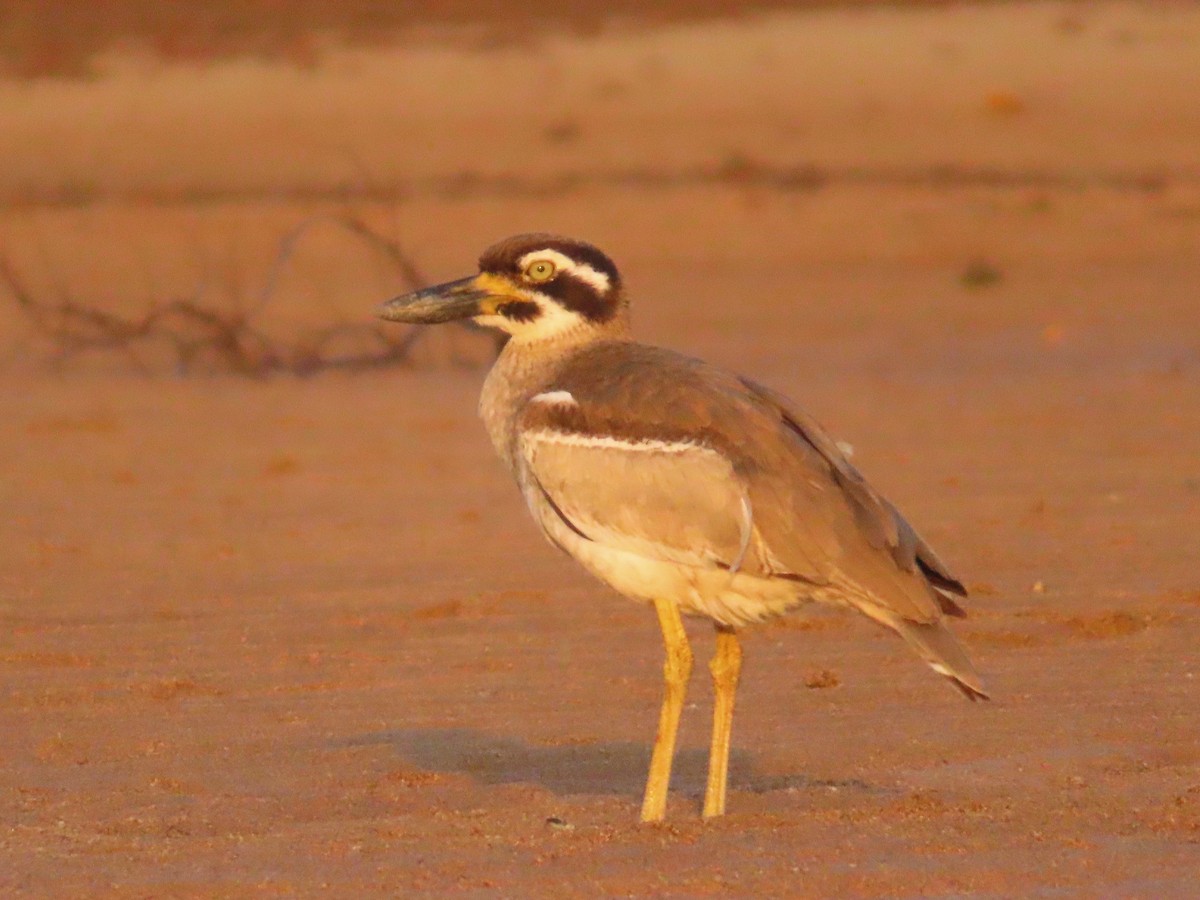 Beach Thick-knee - ML644256577