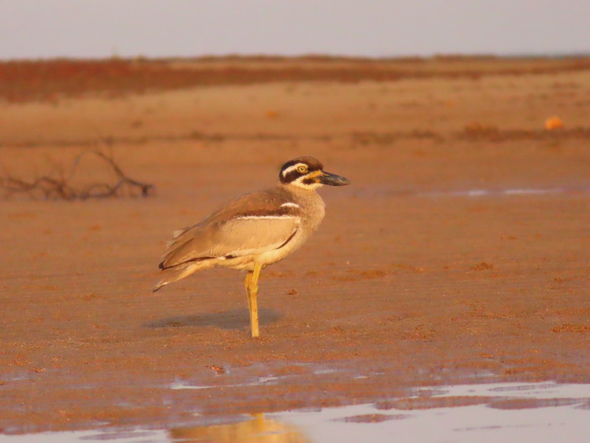 Beach Thick-knee - ML644256578
