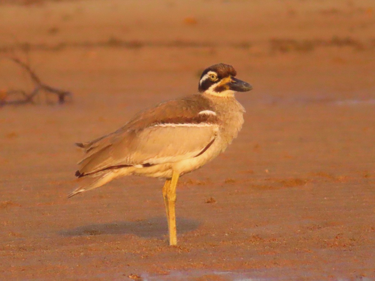 Beach Thick-knee - ML644256581