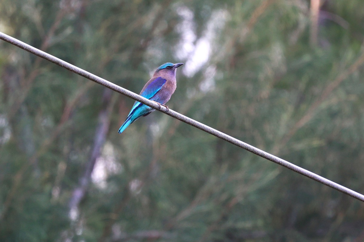 Сиворакша індокитайська - ML644256585