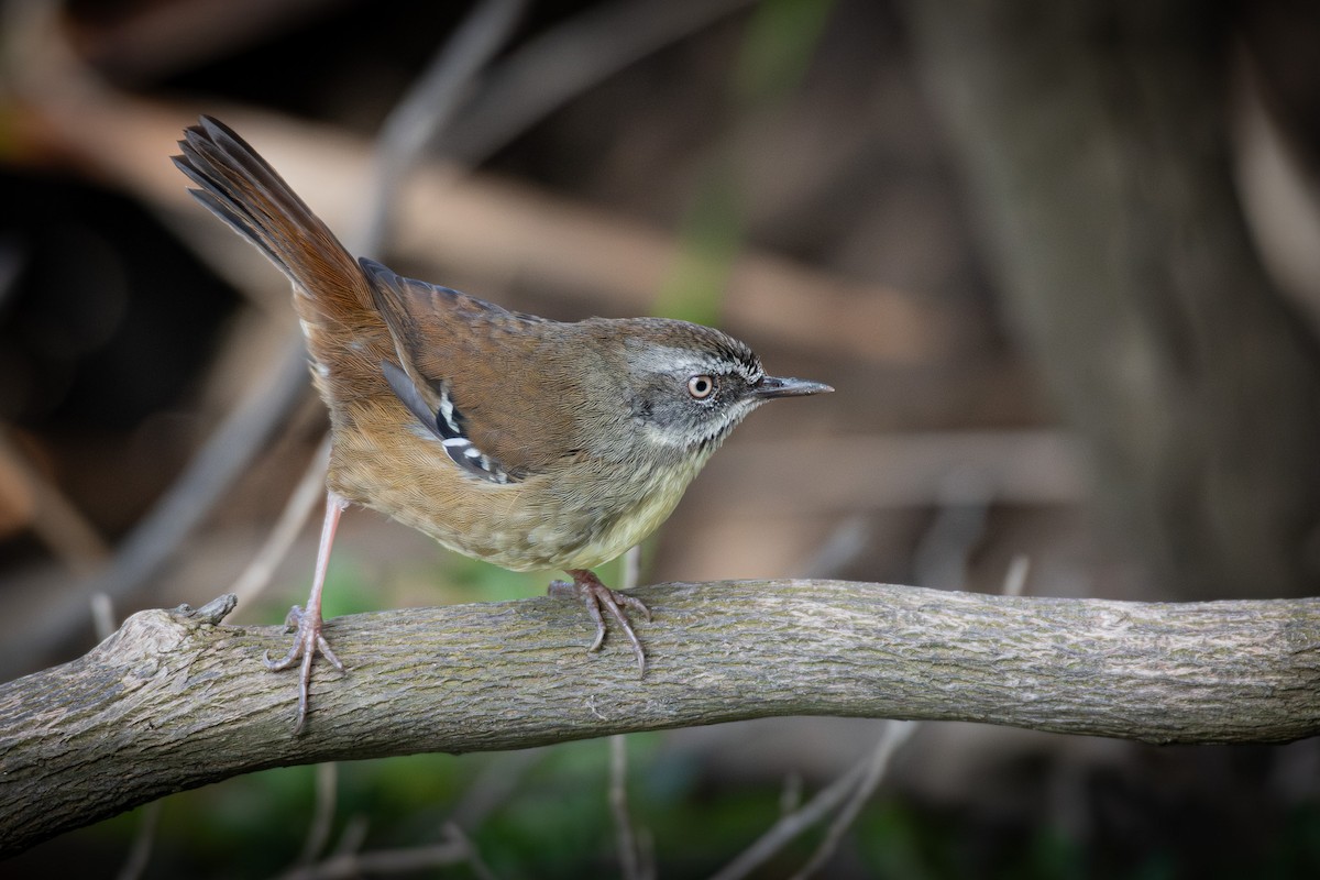 hvitbrynkrattsmett - ML644256600