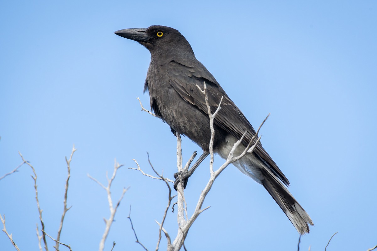 østkurrawong - ML644256602