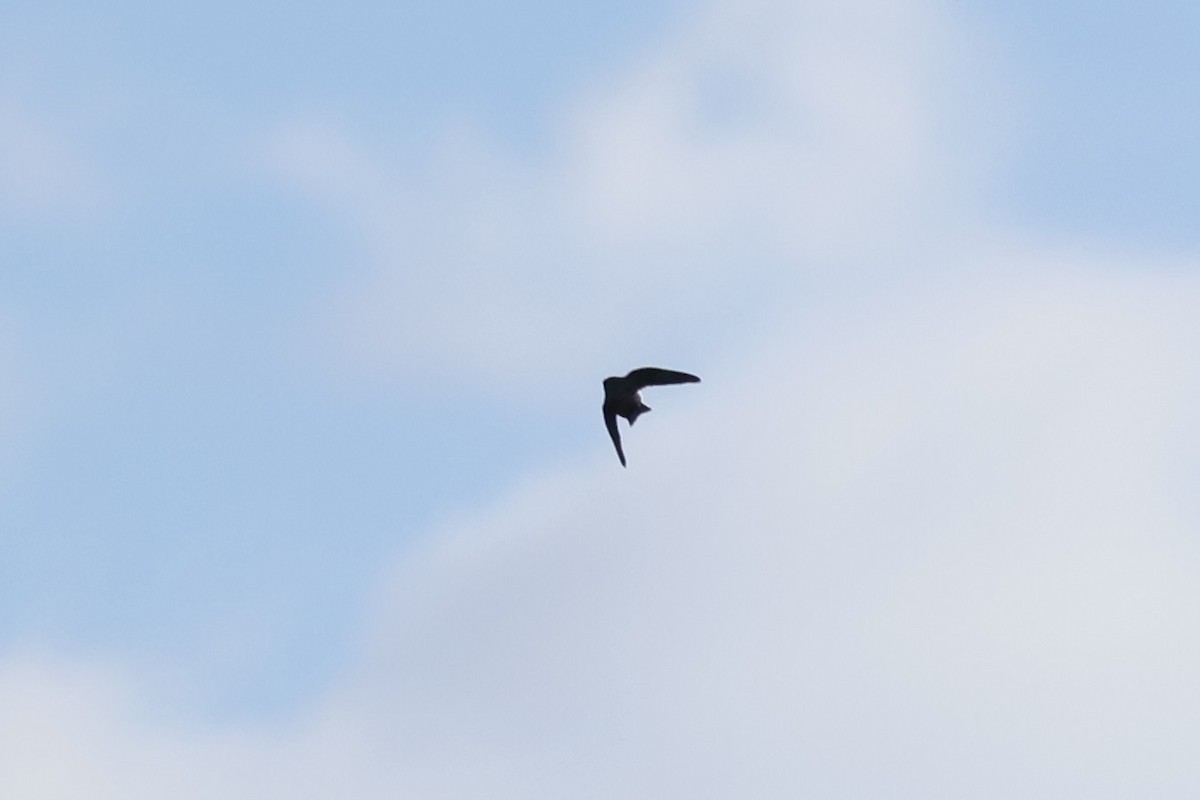 Uhalde-enara arrunta - ML644256604