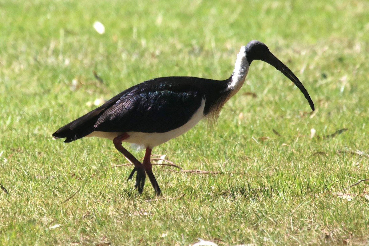 Straw-necked Ibis - Nicolino Dalfonso