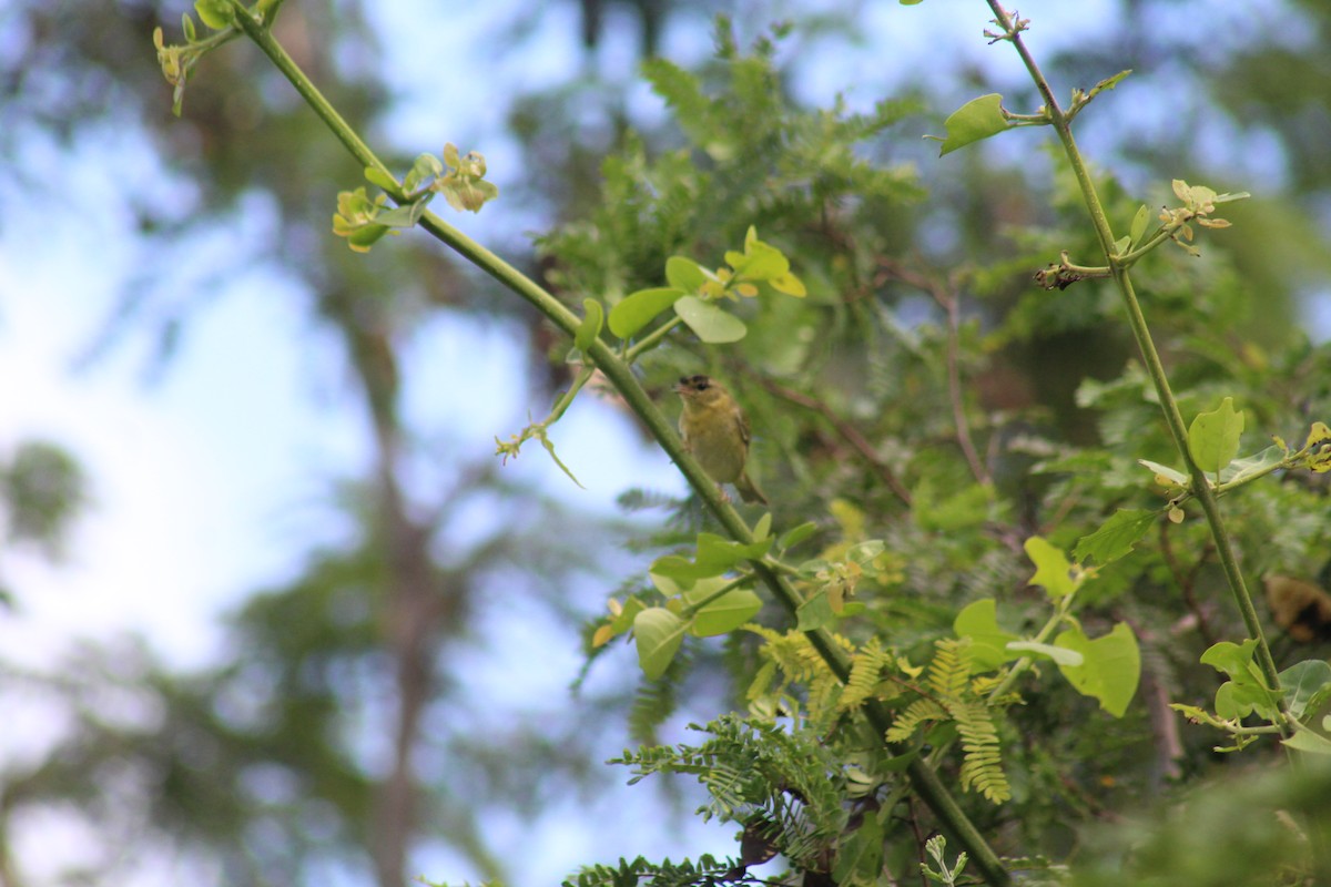 Tennessee Warbler - ML644256608