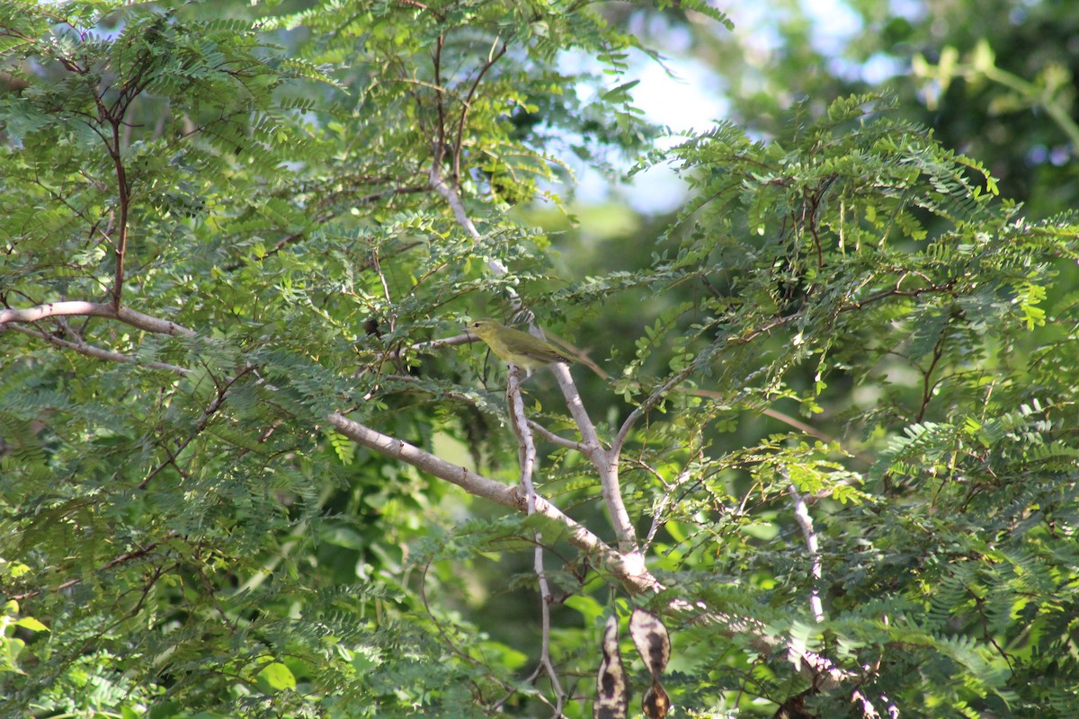 Tennessee Warbler - ML644256609