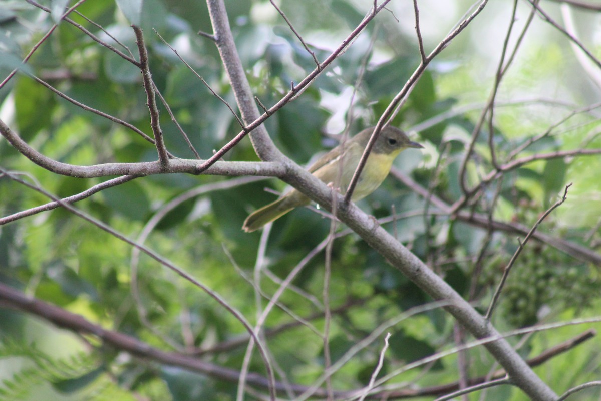 Common Yellowthroat - ML644256612