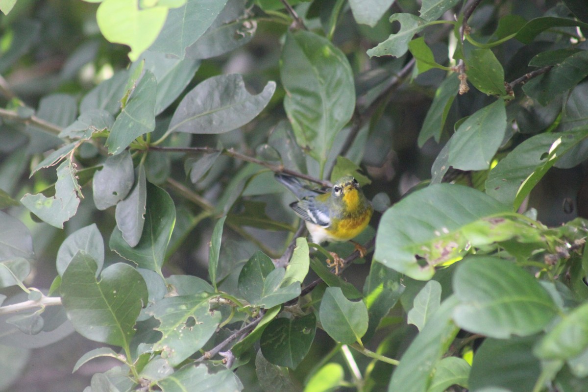 Очковая древесница - ML644256626