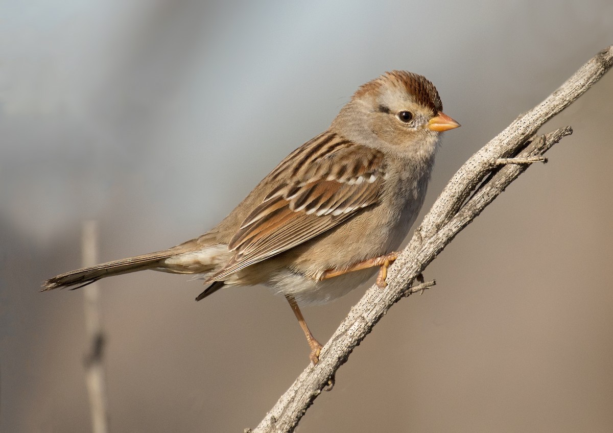 strnadec bělopásý (ssp. gambelii) - ML644256632