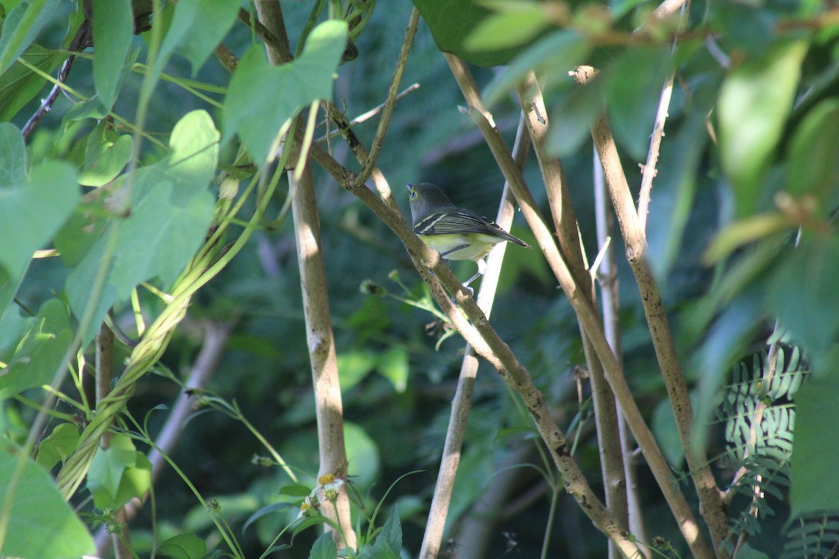 White-eyed Vireo - ML644256636