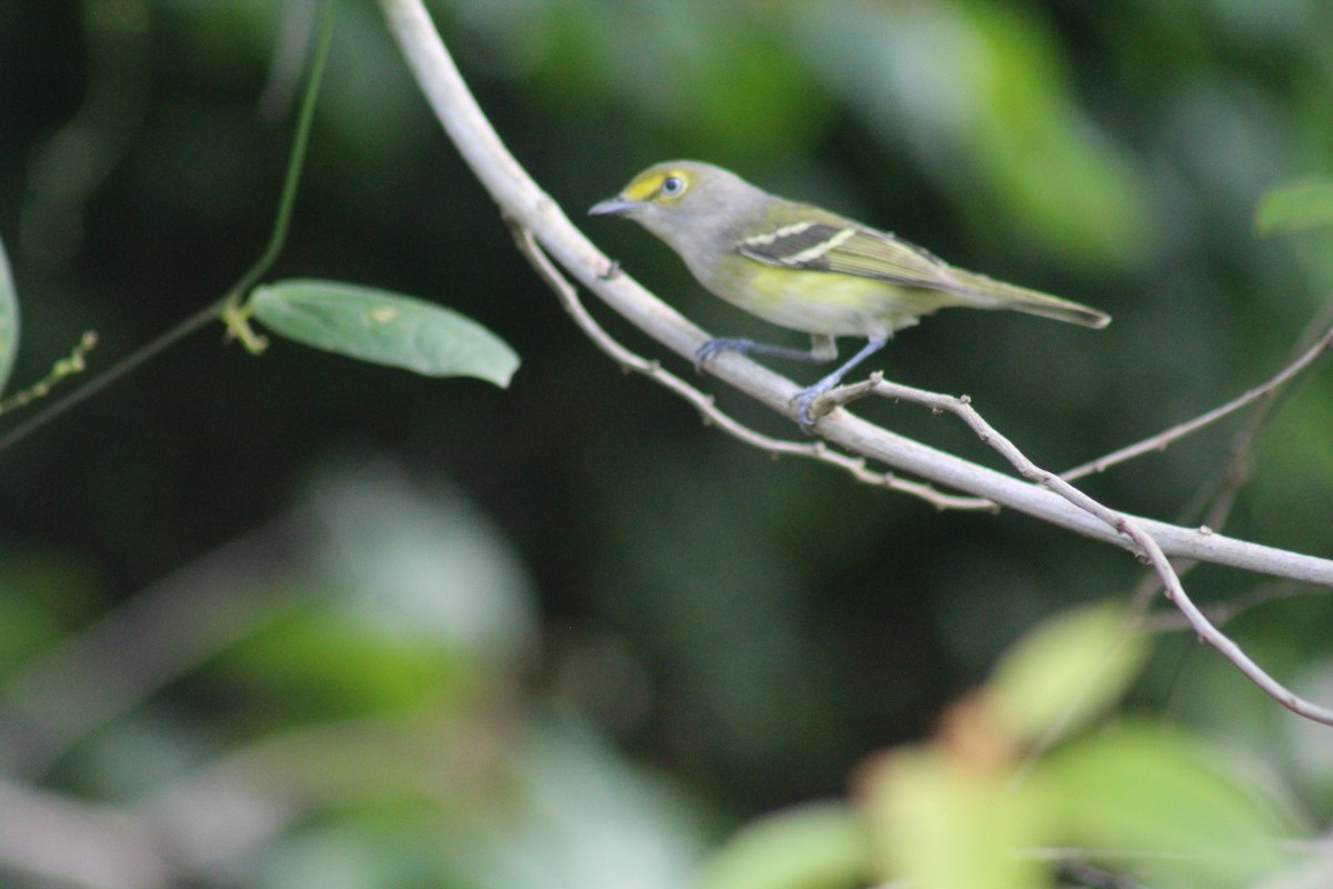 White-eyed Vireo - ML644256637