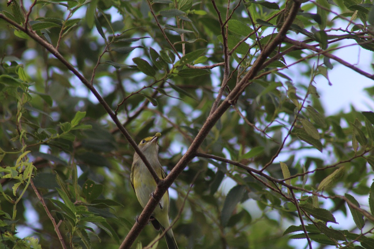 White-eyed Vireo - ML644256638