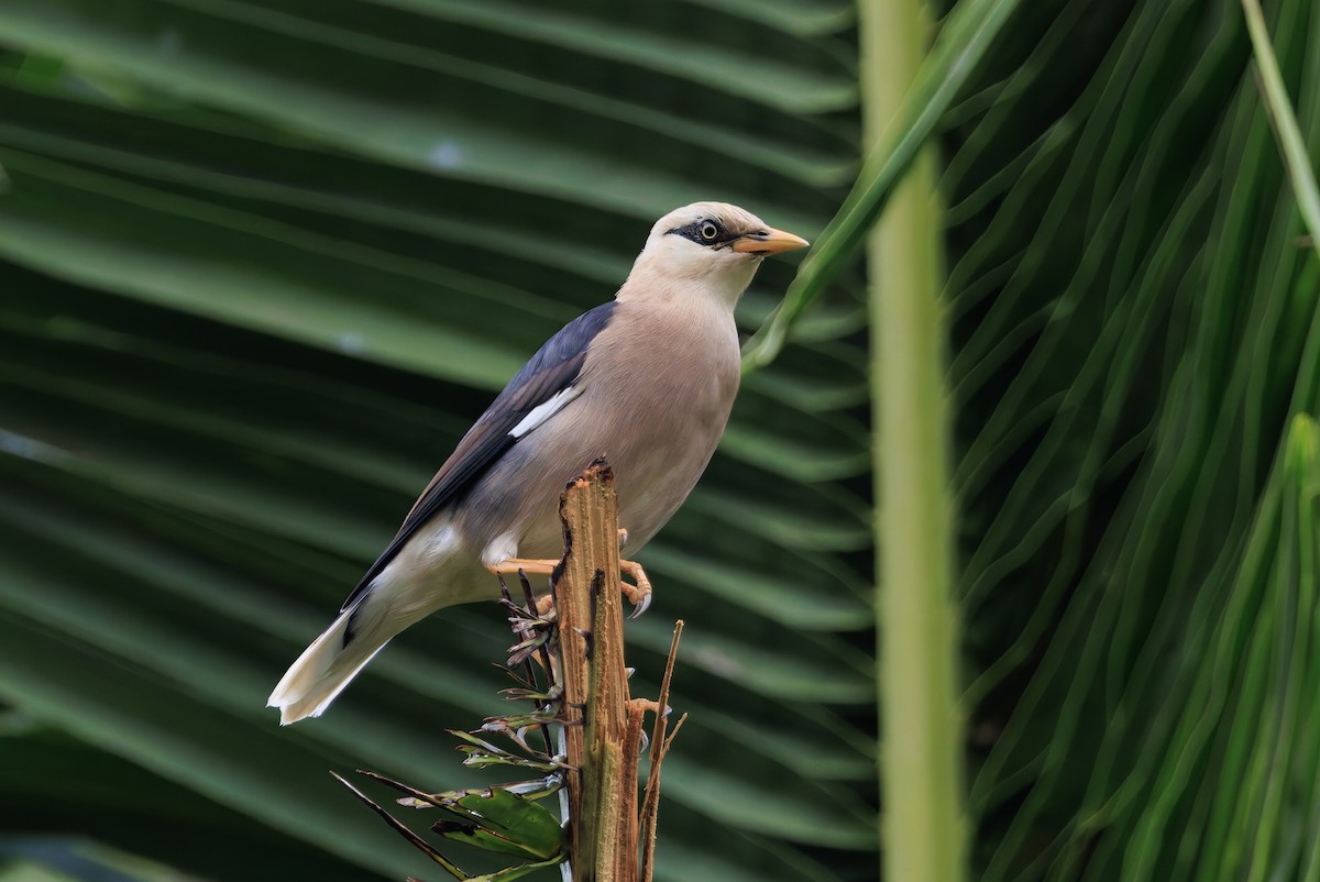 vinstær - ML644256639