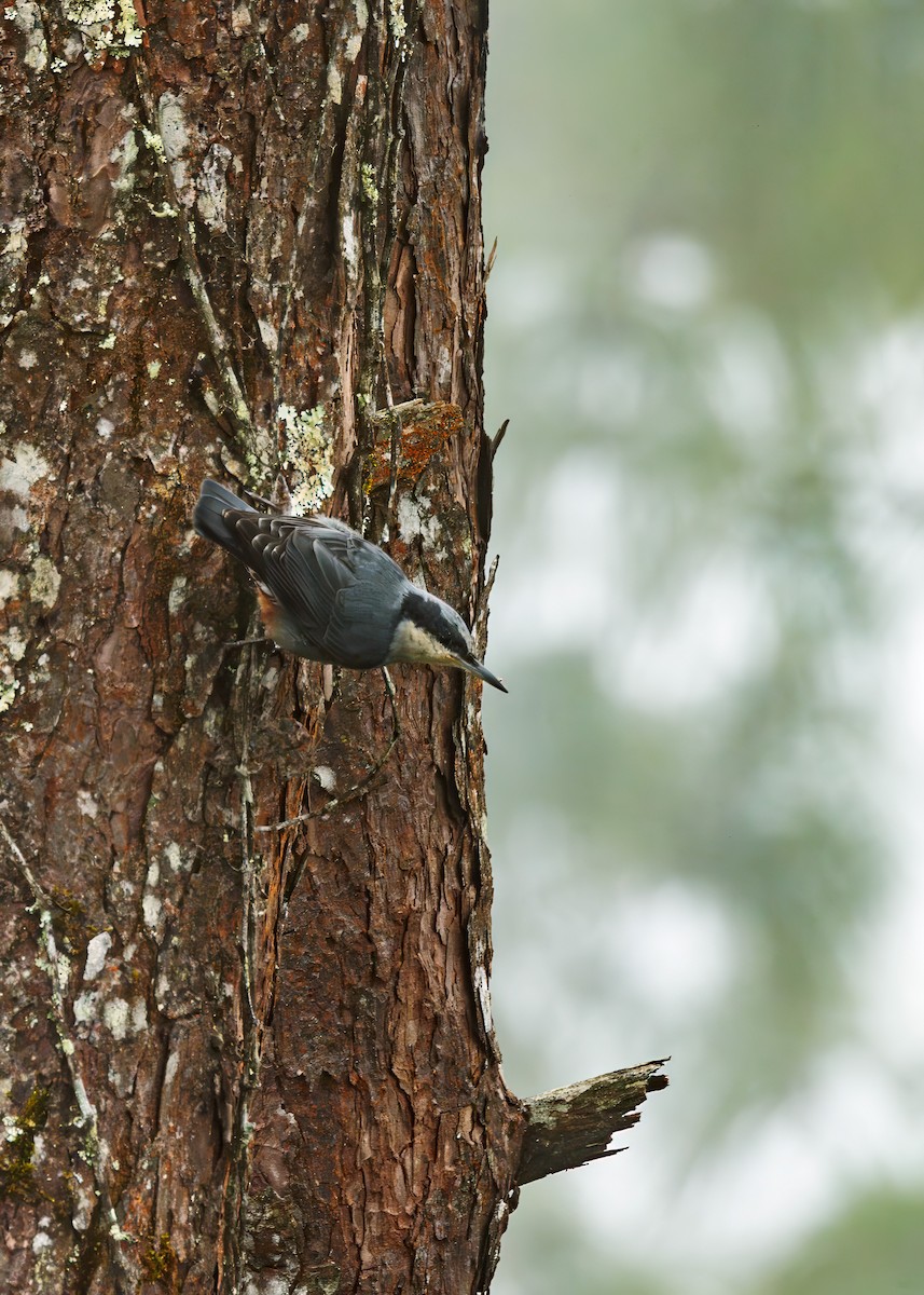 Giant Nuthatch - ML644256640
