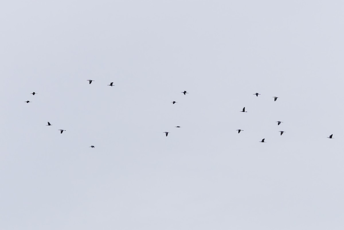 Anhinga roux - ML644256641