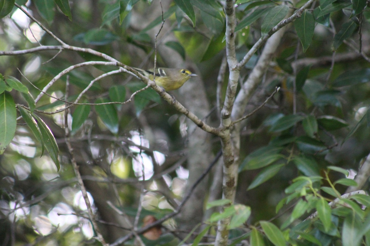 Thick-billed Vireo - ML644256642