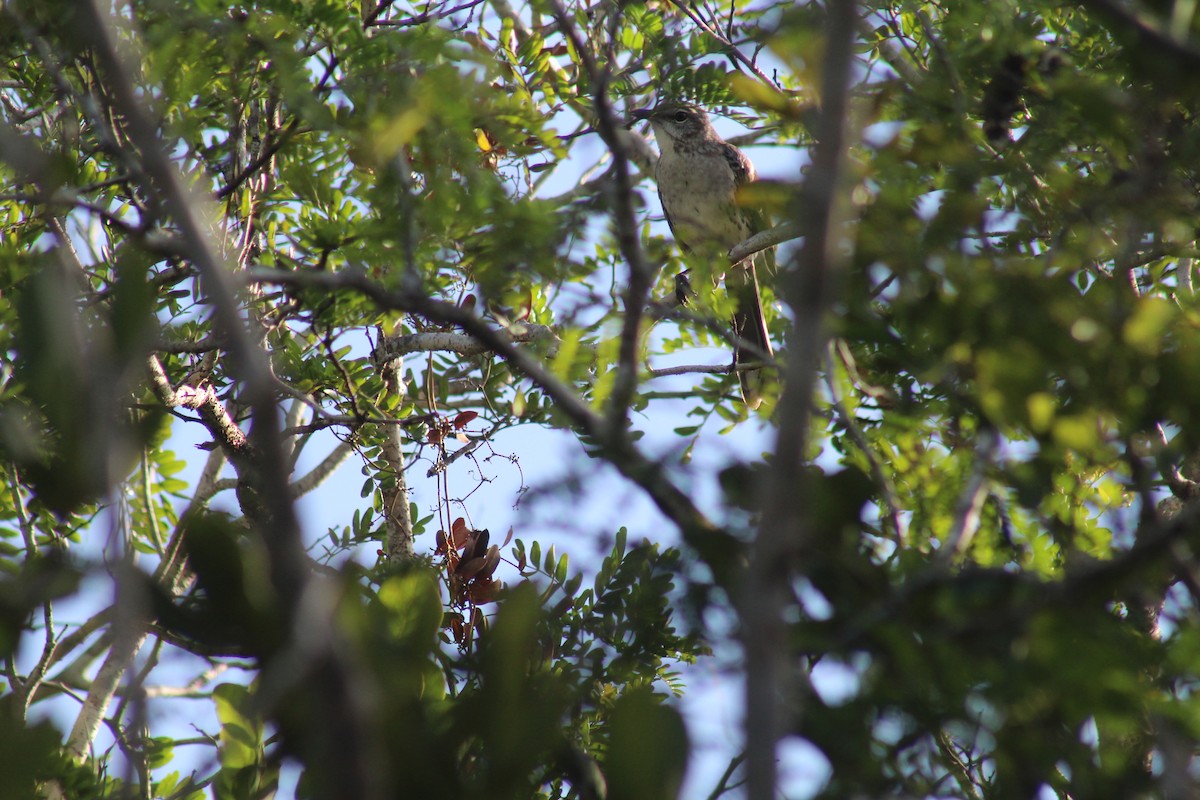 Bahama Mockingbird - ML644256647