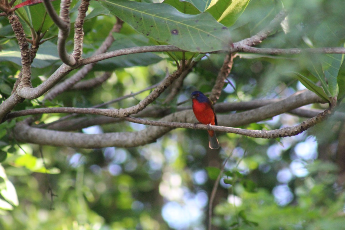Painted Bunting - ML644256651
