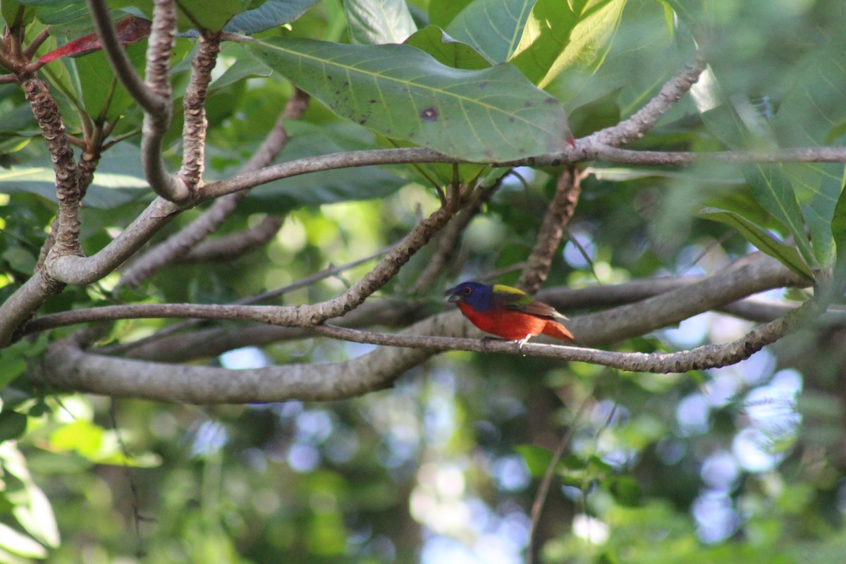 Papstfink - ML644256652