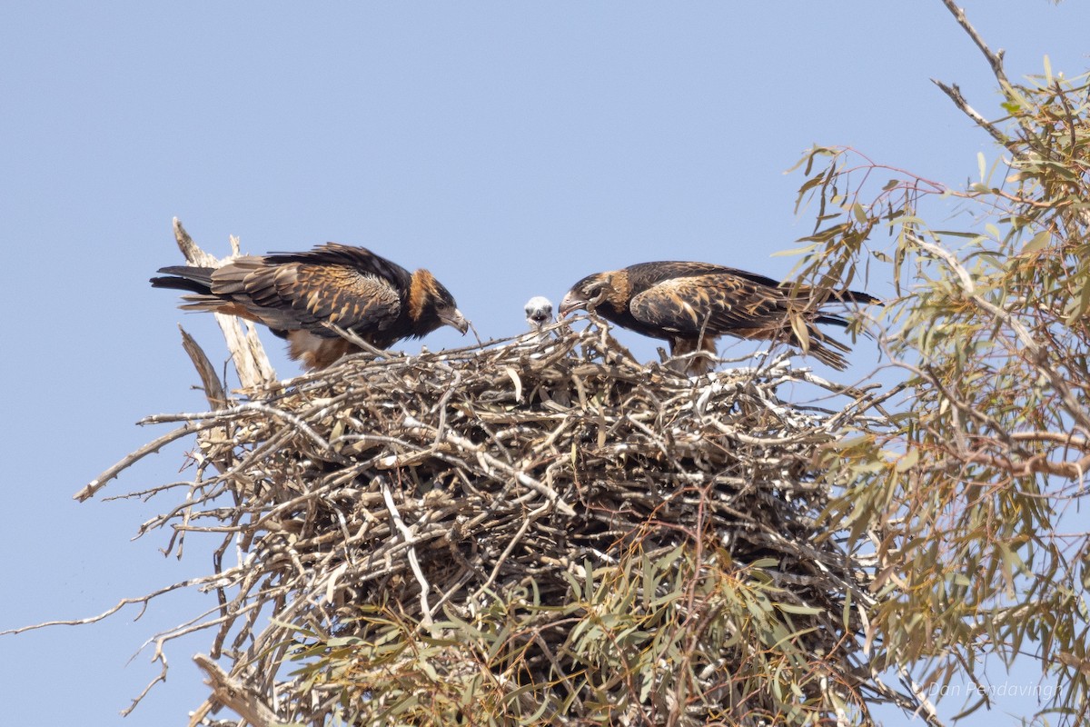 Black-breasted Kite - ML644256657
