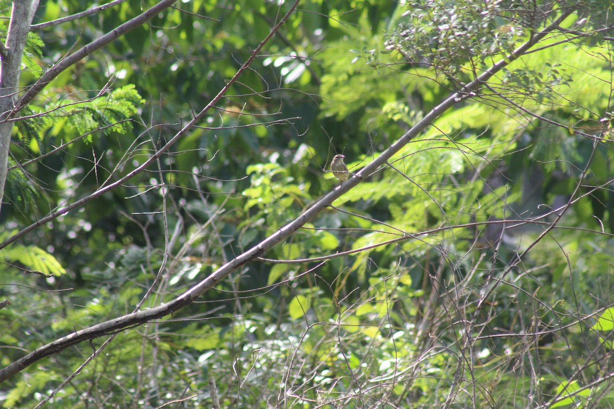 Cape May Warbler - ML644256660