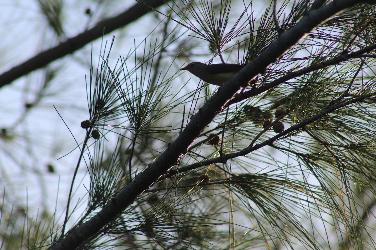 American Redstart - ML644256663