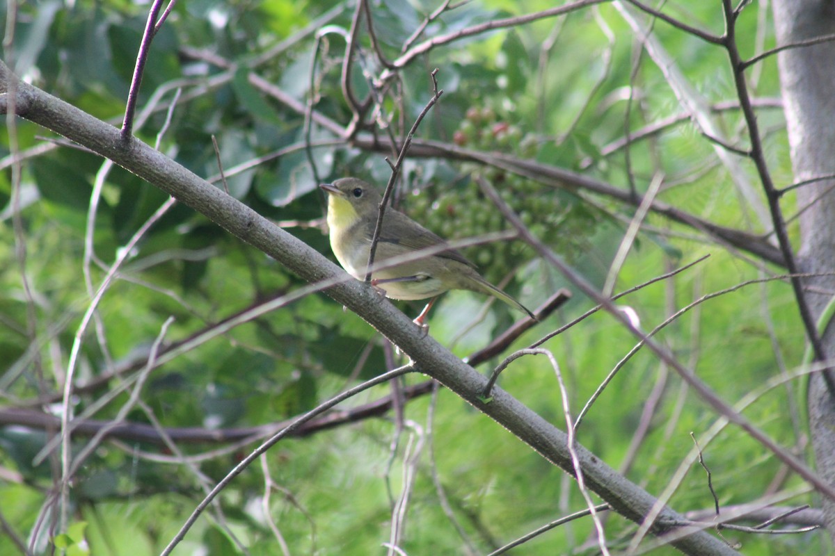 Common Yellowthroat - ML644256668