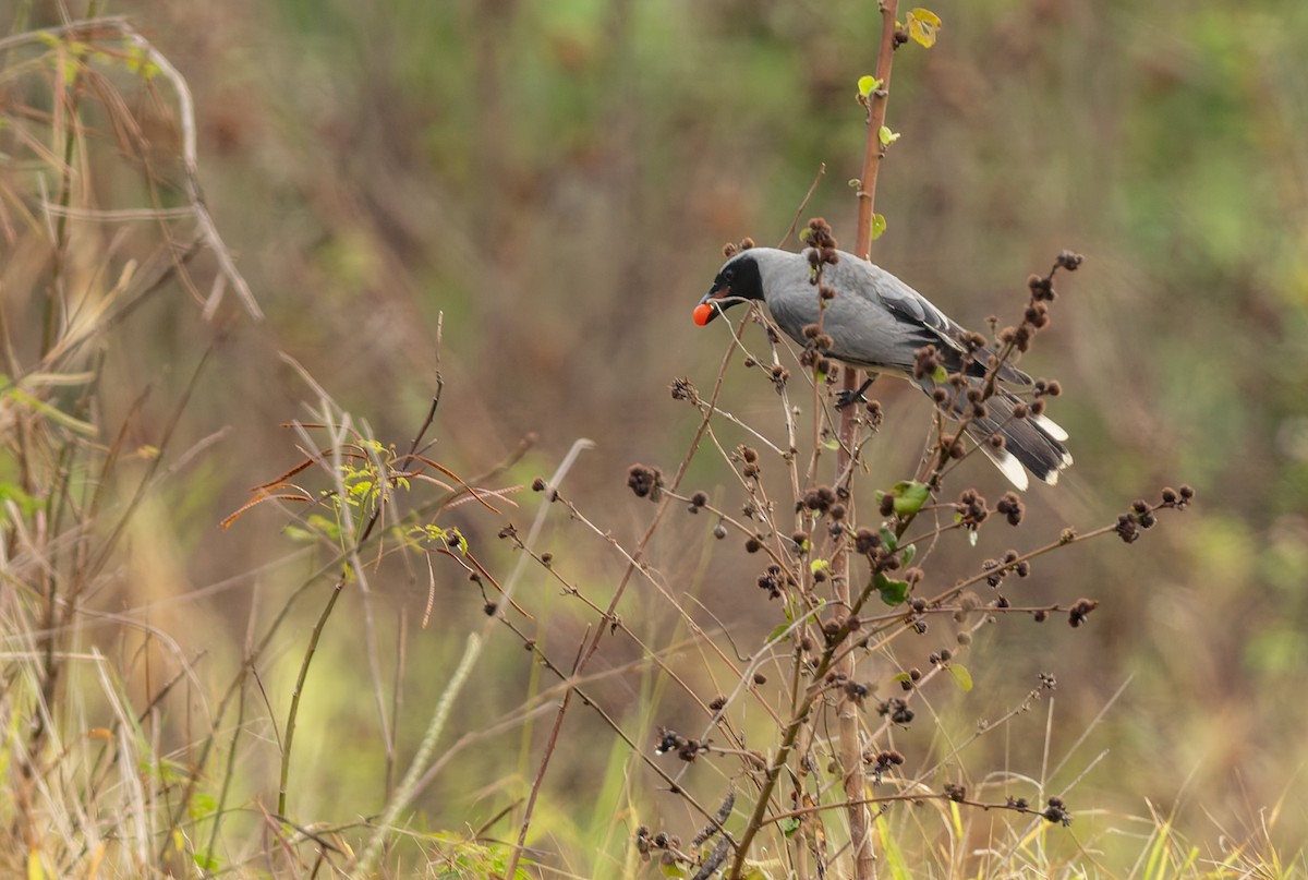 Black-faced Cuckooshrike - ML644256687