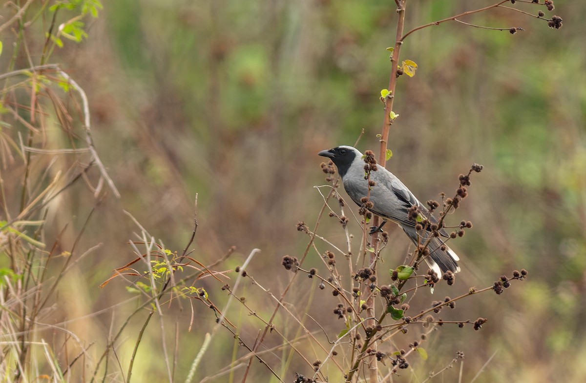 Black-faced Cuckooshrike - ML644256688