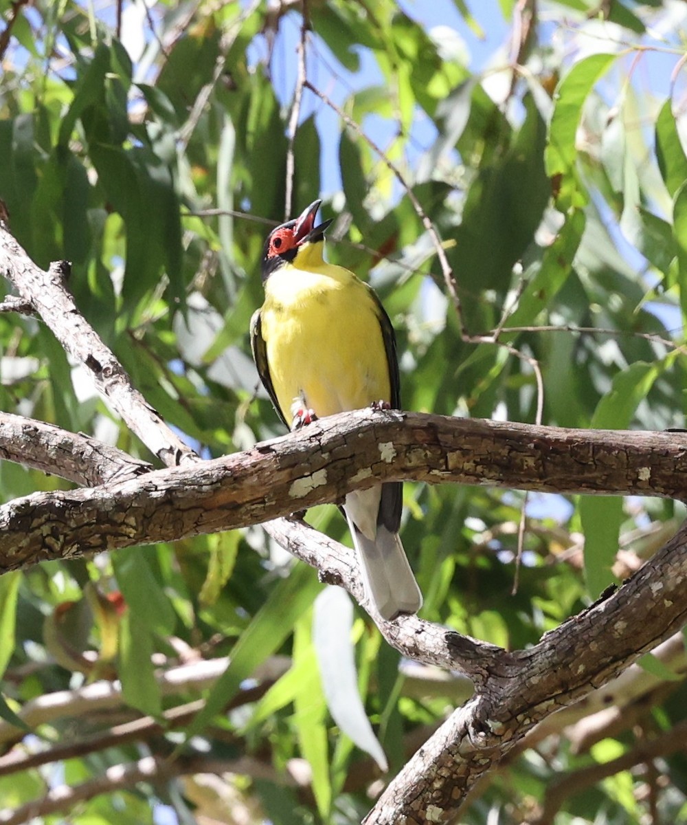 Australasian Figbird - ML644256707