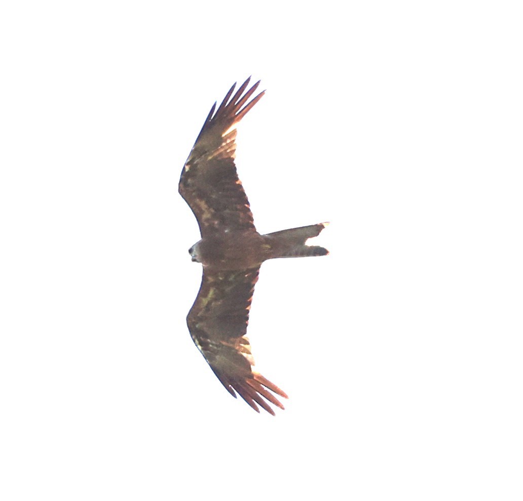 Black Kite - ML644256708